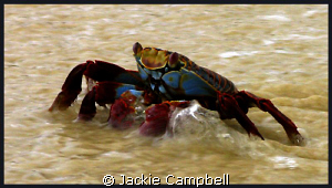 Sally light foot crab in the shallows. by Jackie Campbell 